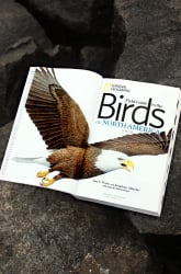 Watching Birds at a Sit Spot