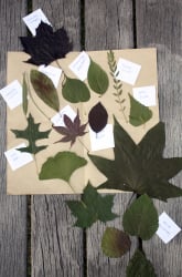 Shapes of Leaves