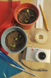 Plant Phototropism Experiment