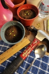 Best Fertilizer: The Effects of Fertilizer on Plant Growth