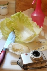 Regrow Cabbage: Vegetative Reproduction and Cloning Plants