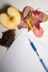 Decomposition Rates of Biodegradable Materials