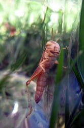 Animal Vision: Ocelli, Compound Eyes, and Camera Eyes