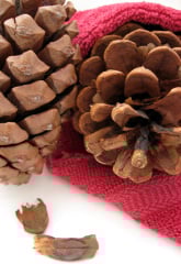 Gymnosperms: Pine Cone Experiment