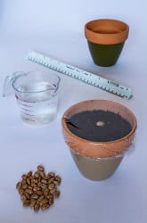 Will A Plant Still Grow Even When You Put Something On Top Of It? 