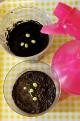 Factors Affecting Seed Germination