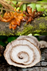 Fungi Biodiversity