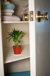 Can Plants Grow Without Sunlight or Water?