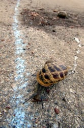 Speedy Snail Race