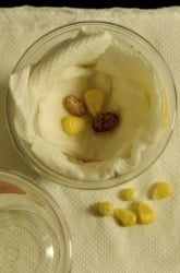 Corn Seed Germination