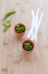 Growing Plants in Garbage