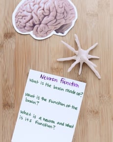 Neuron Function