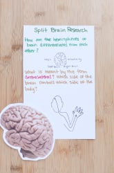 Split Brain Research