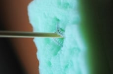 Tropical Rainforest Trees: Buttress Roots