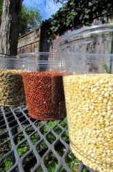Bird Seed Science: Do Birds Prefer Certain Colors?