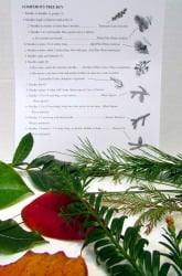 Using A Dichotomous Key To Identify Trees