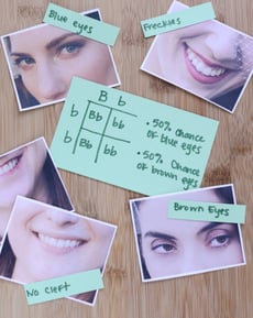 Punnett Square: Dominant and Recessive Traits