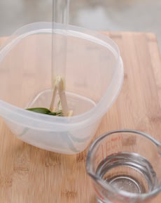 What are the Effects of Light Intensity on the Rate of Photosynthesis and Oxygen Production in Plants?