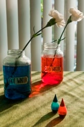 Keeping Cut Flowers Fresh