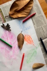 Leaf Rubbings: Shapes and Patterns