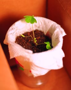 Effect of Artificial Light on Plant Growth