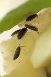 Sow Bug and Pill Bug Behavior