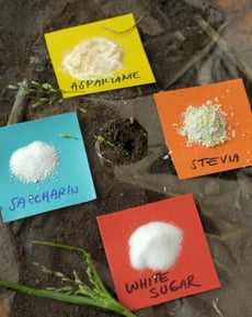 Why do Ants Like Sugar vs. Artificial Sweeteners?