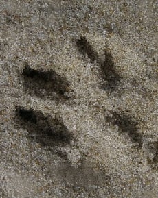 Make Dinosaur Footprints!