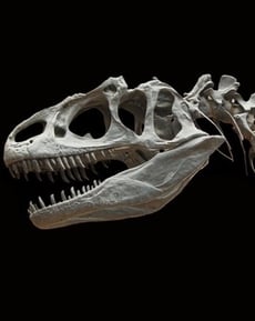 Dinosaur Skeleton Hunt