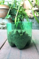 Make a Soda Bottle Greenhouse