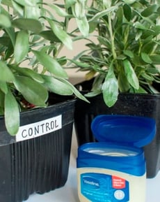 The Photosynthesis Process and the Importance of Leaves