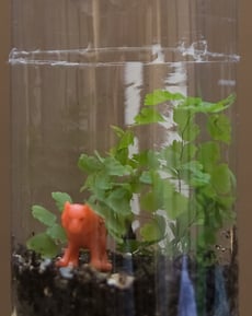 Build a Terrarium