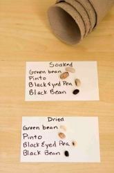 Growing Dried Beans