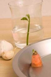 Can New Plants Be Made Without Seeds?