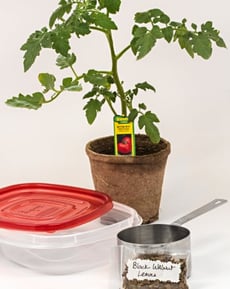Which Part of the Walnut Tree Contains the Greatest Concentration of Allelopathic Substances?