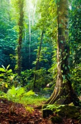 Rainforest Feast; Investigating how Foods are Grown in the Rainforest