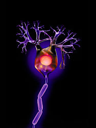 Edible Neuron Diagram