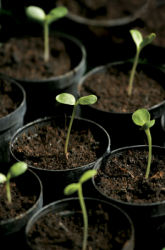 The Effect Of Acid Rain On Seedling Germination
