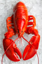 Lobster Lab