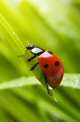 Where Did the Ladybug Get Her Spots?