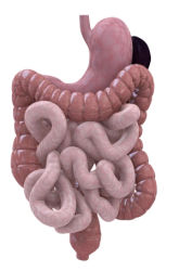 Digestive Enzymatic Activity and Lipid Digestion
