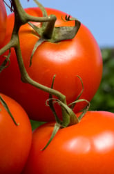The Effect of Irradiation on Vegetables 
