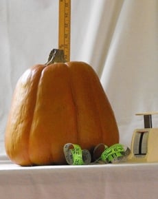 Pumpkin Measurements