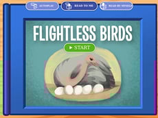 Flightless Birds