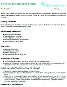 All About the Digestive System