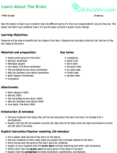 Learn About The Brain