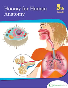 Hooray for Human Anatomy