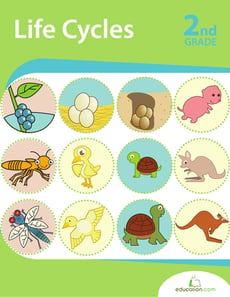 Life Cycles