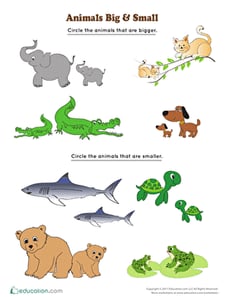 Animals Big and Small 