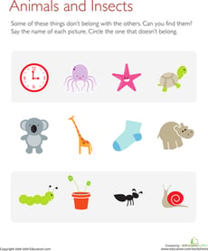 What Doesn't Belong?: Animals and Insects